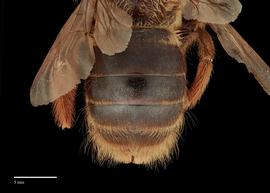  Xylocopa tranquebarica female abdomen, photo: J. Scott Adams 
